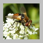 Gymnosoma sp - Raupenfliege 08.jpg